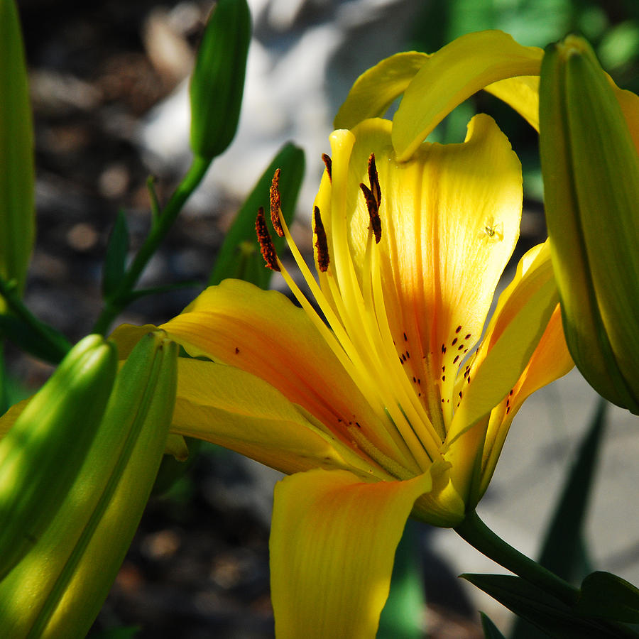 Sunlight On My Lily Photograph by Janice Adomeit