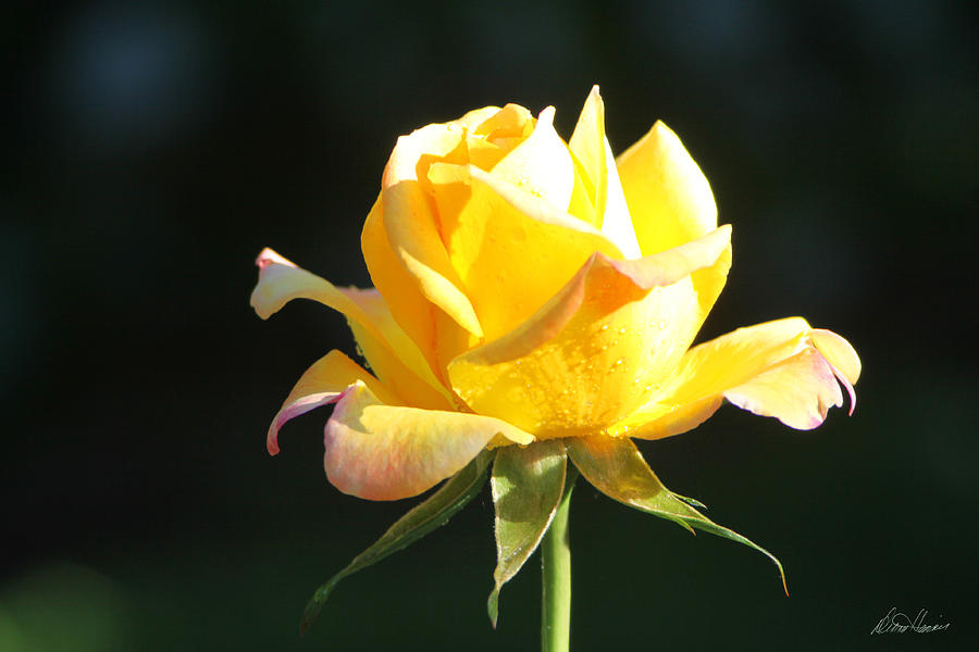 Sunlight on Yellow Rose Photograph by Diana Haronis