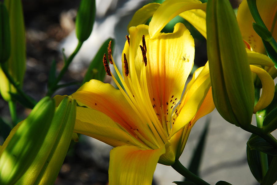 Sunlight Shines Upon A Yellow Lily Photograph by Janice Adomeit