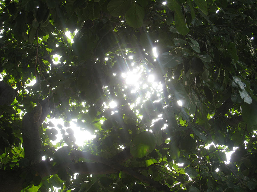 Sunlight streaming through the fronds of a lush thick tree Photograph by Ashish Agarwal