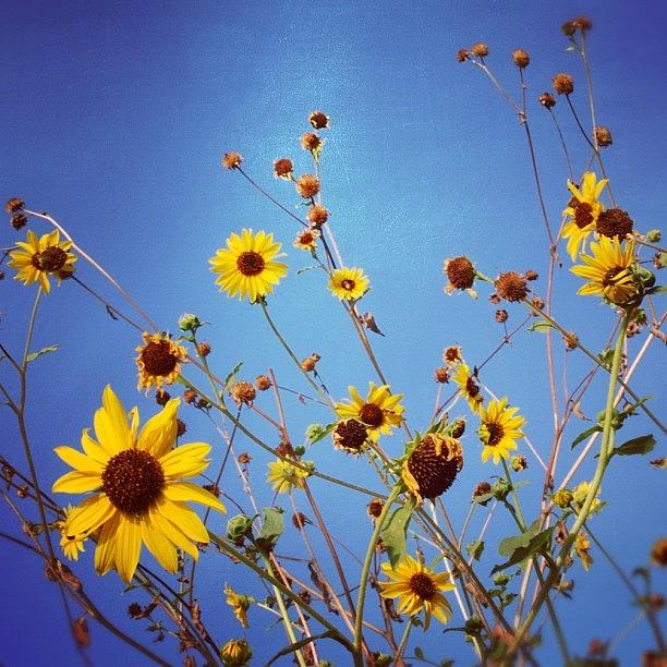 Sunflower Photograph - #sunlight #sunflower #yellow #bluesky by Michael Lynch