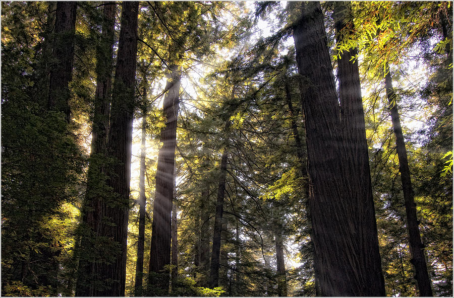 Sunlight Through Redwoods Photograph by Gary Rose - Fine Art America