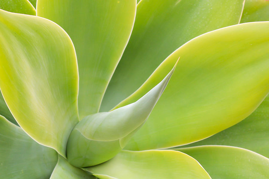 Abstract Photograph - Sunlit Agave by Heidi Smith