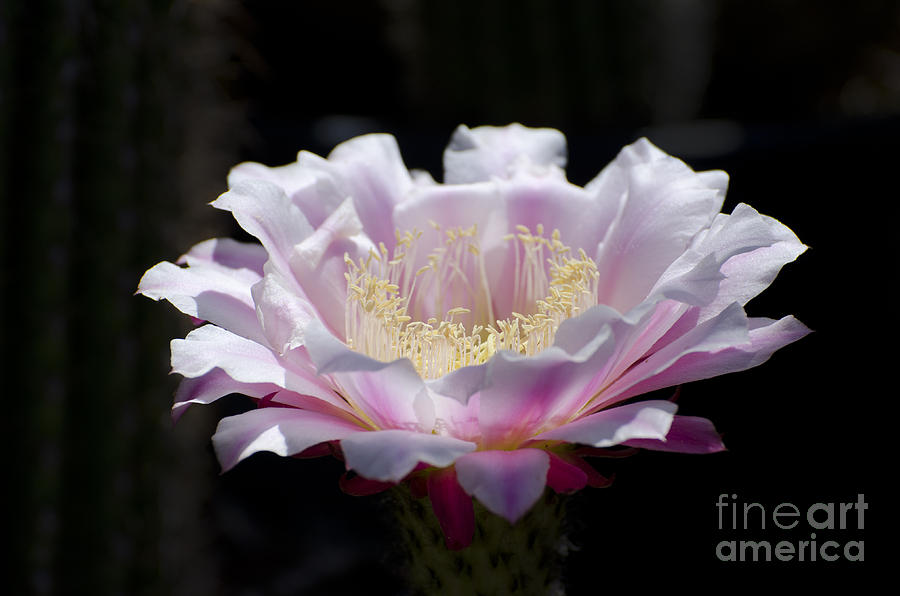 Sunlit cactus flower Photograph by Jim And Emily Bush