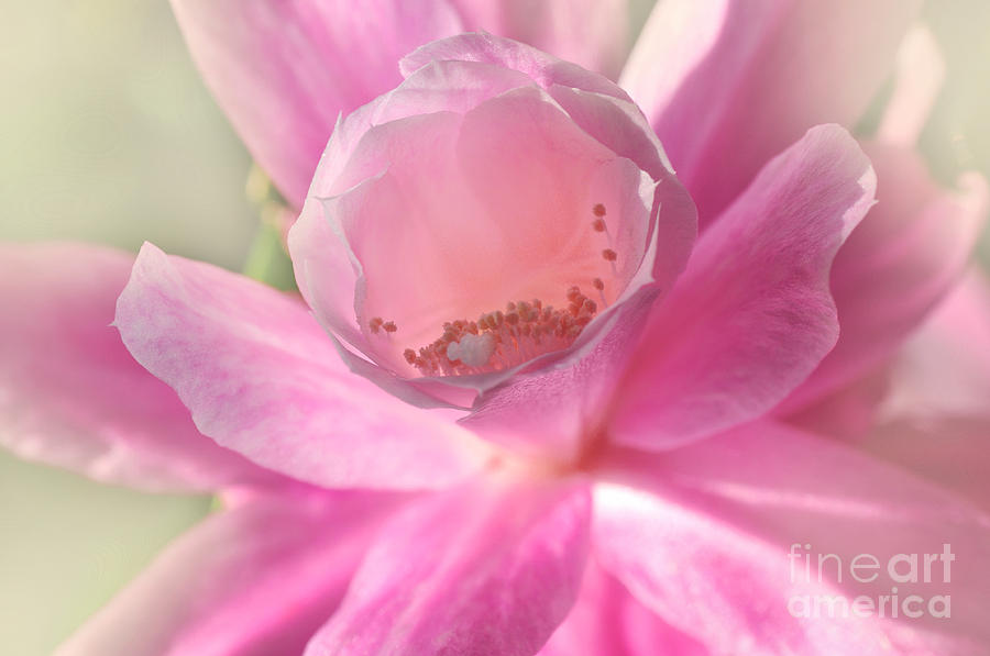 Flowers Still Life Photograph - Sunlit Cactus Flower by Kaye Menner