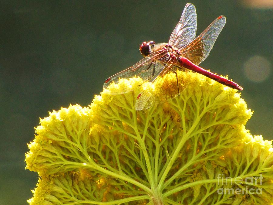 Sunlit Dragonfly on Yellow Yarrow Photograph by Michele Penner