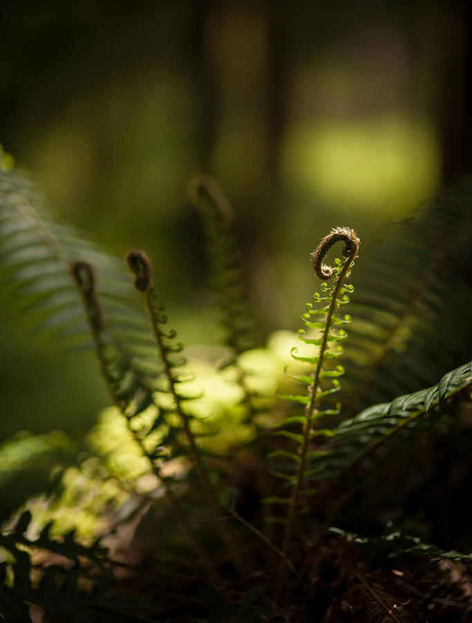 Olympic National Park Photograph - Sunlit Fiddleheads by Mike Reid