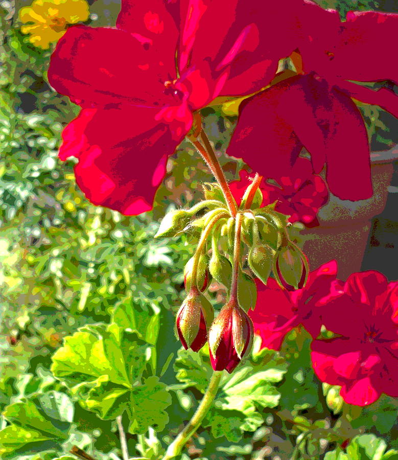 Sunlit Geraniums Photograph by Padre Art