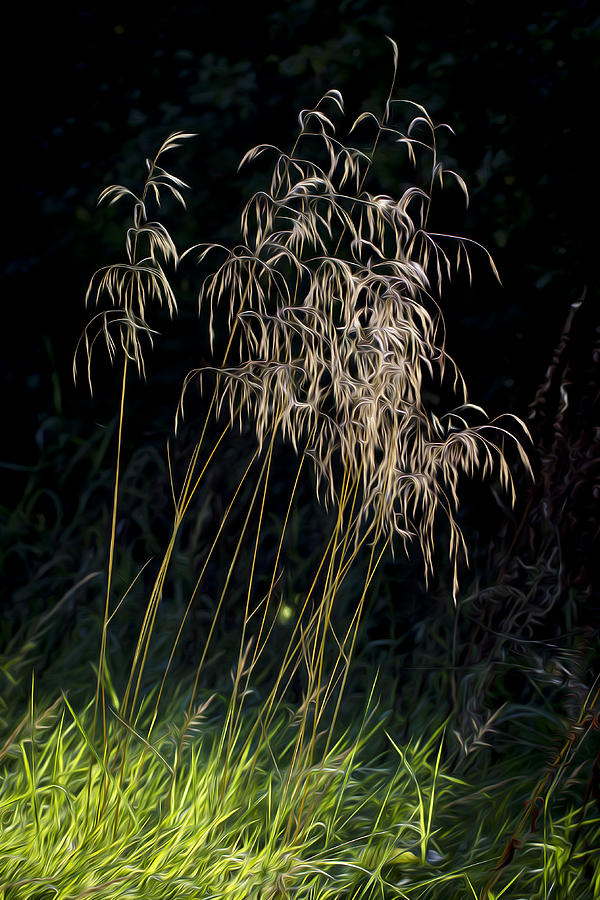 Sunlit Grasses. Photograph by Clare Bambers