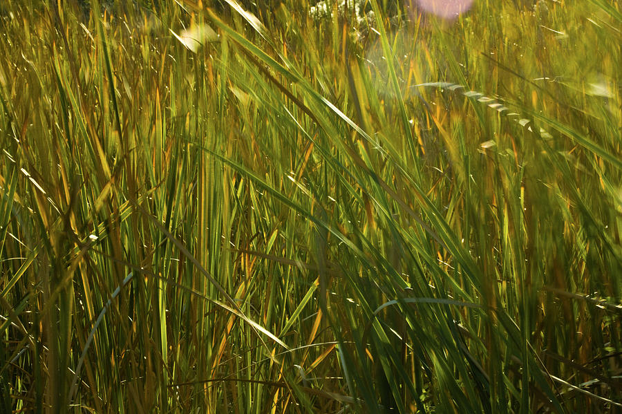 Nature Photograph - Sunlit Grasses by Rich Franco