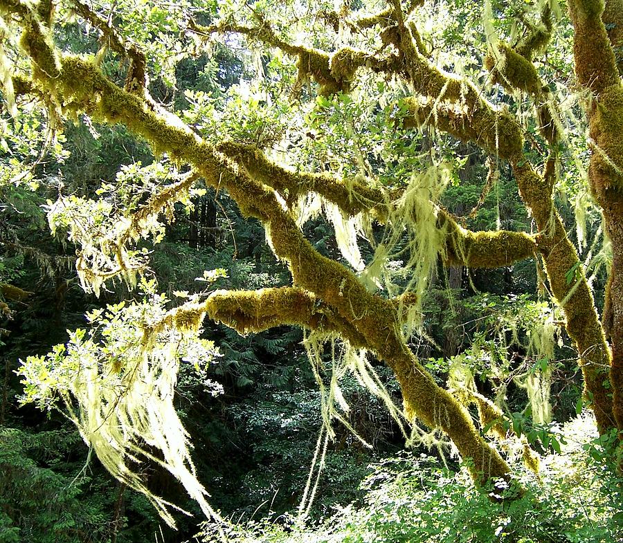 Sunlit Hanging Moss on Garry Oak Photograph by Peter Mooyman