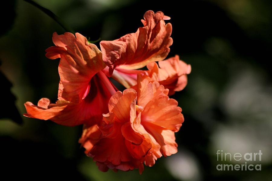 Flowers Still Life Photograph - Sunlit Hibiscus by Cheryl Frischkorn