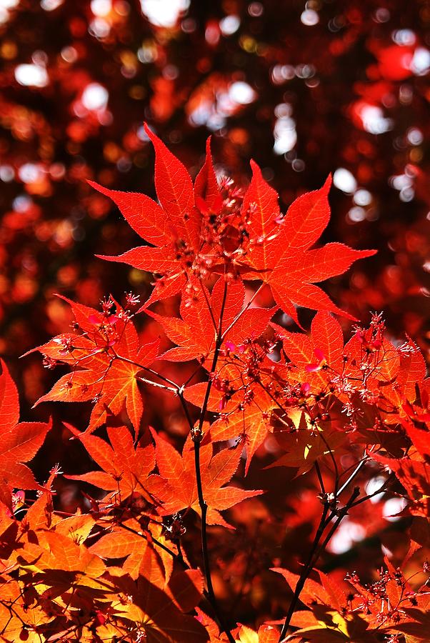 Sunlit Japanese Maple Photograph by Tony Ballas - Fine Art America