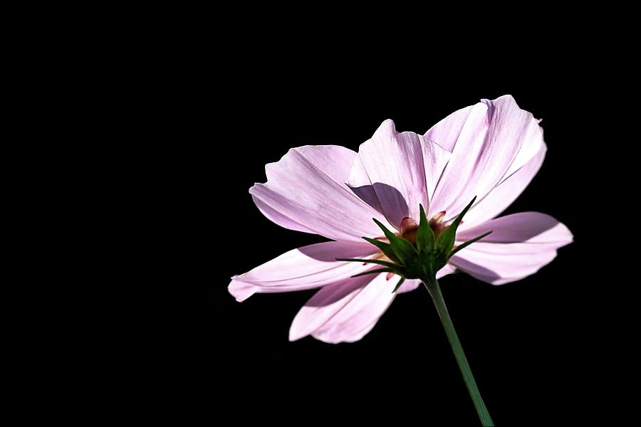 Sunlit Pink Cosmos Flower Photograph by Tracie Schiebel