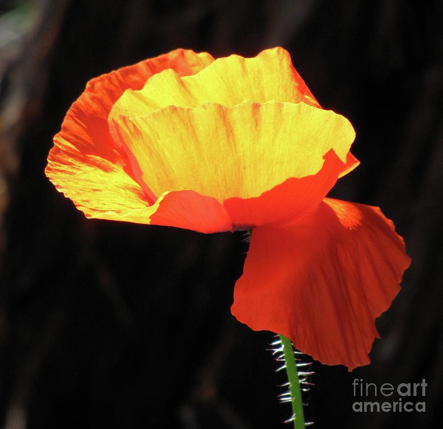 Sunlit Poppy Photograph by Michele Penner