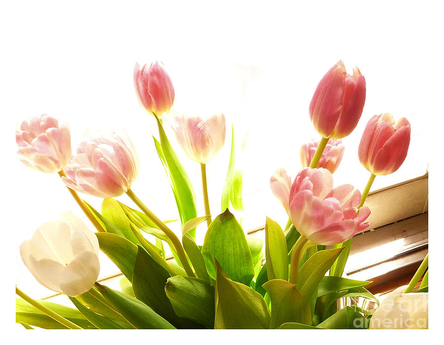 Sunlit Tulips  Photograph by Margie Avellino