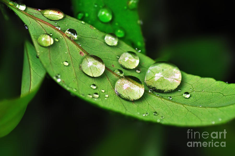 Sunlit Water Droplets Photograph