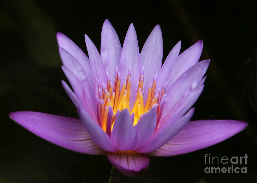 Sunlit Water Lily Photograph by Sabrina L Ryan
