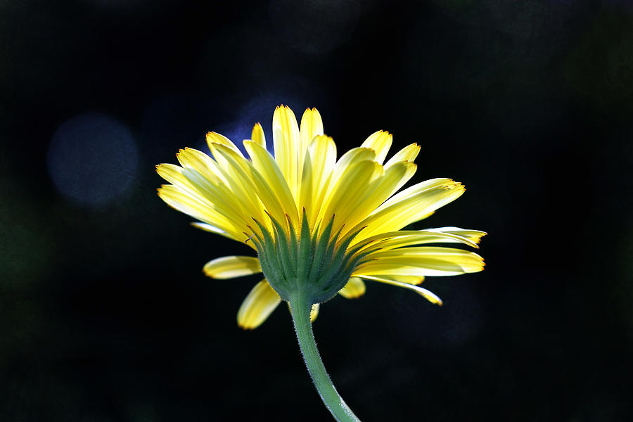 Daisy Photograph - Sunlit Yellow Gerbera Daisy by Tracie Schiebel