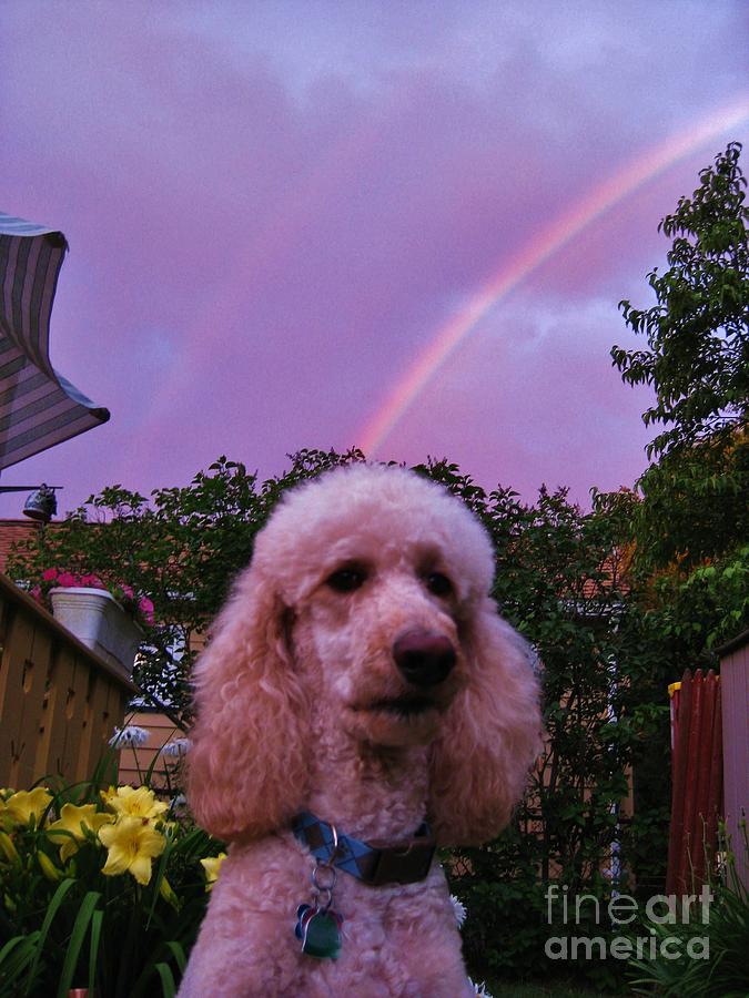 Sunny and the Rainbows Photograph by Judy Via-Wolff