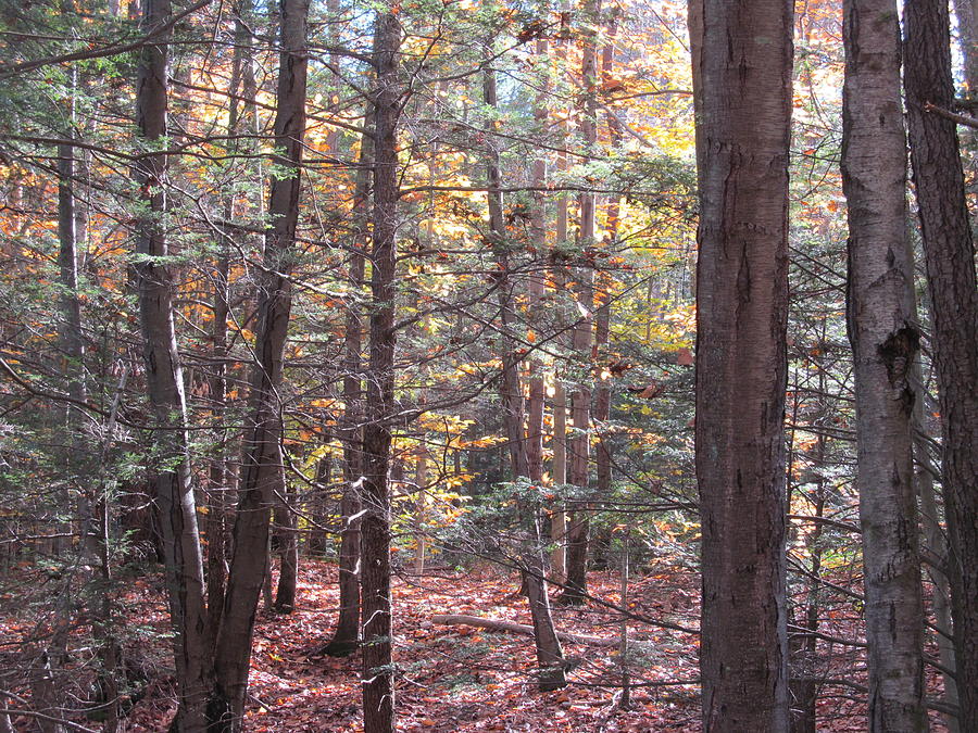 Sunny Autumn Woods  Photograph by Loretta Pokorny