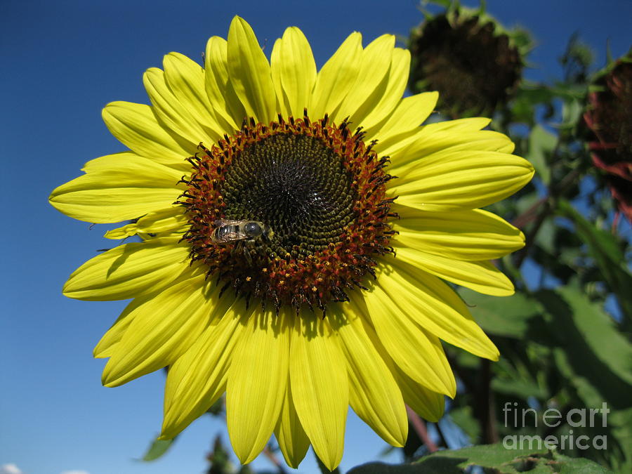 Sunny Bee Photograph by Liz Pasch - Fine Art America