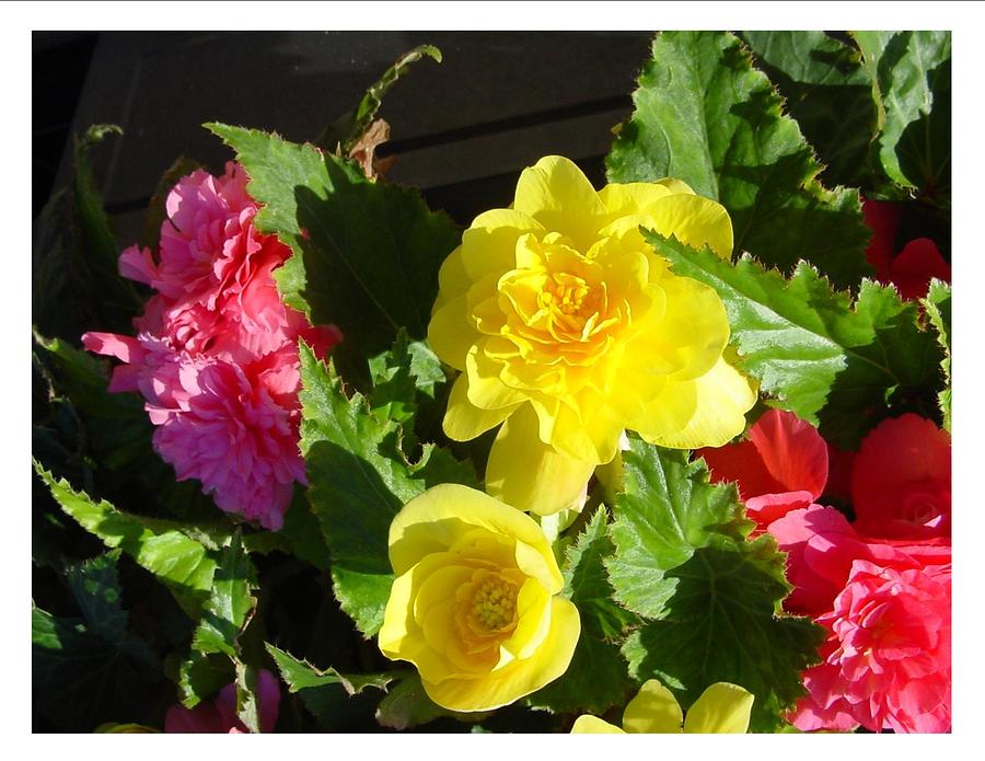 Sunny Begonias Photograph by Frank Wickham