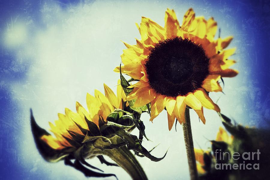 Sunny Days Photograph by Traci Cottingham