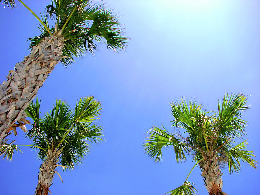 Tree Photograph - Sunny Florida Palms by Carolyn Marshall