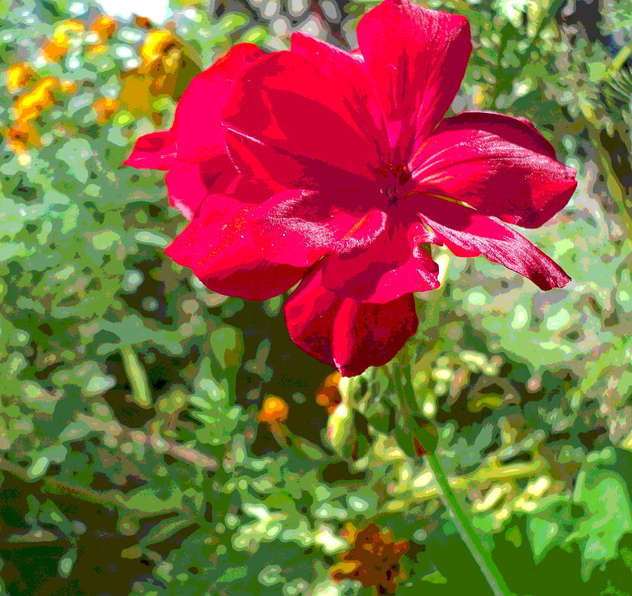 Sunny Geranium Blossom Photograph by Padre Art