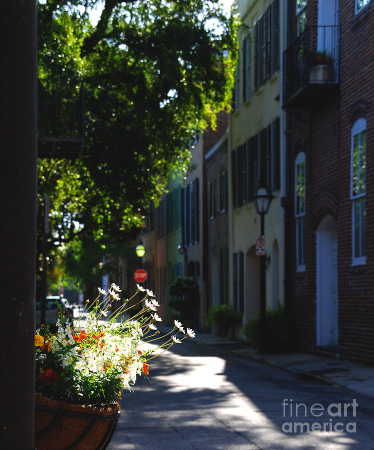 Flower Photograph - Sunny Lane in Charleston South Carolina by Susanne Van Hulst