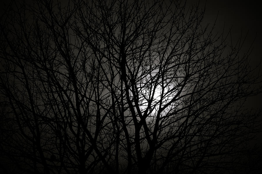 Sunny Moon II Photograph by Lenny Carter