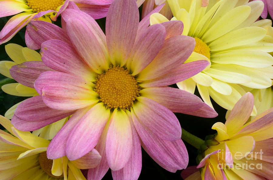 Sunny Mums 2 Photograph by Jim And Emily Bush