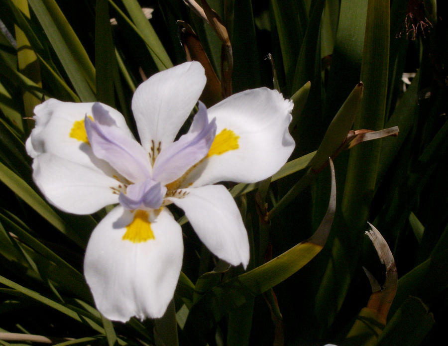 Sunny Side Up Photograph by Tammy Shaw - Pixels