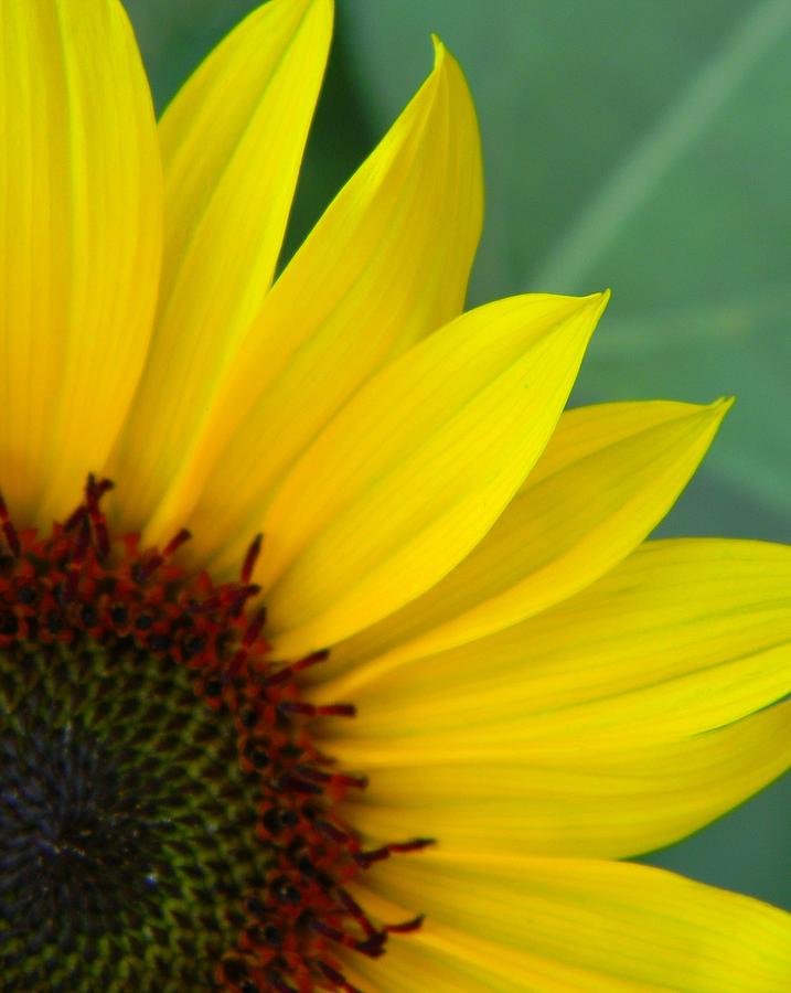 Sunflower Photograph - Sunny Smiles by Jessica Duede
