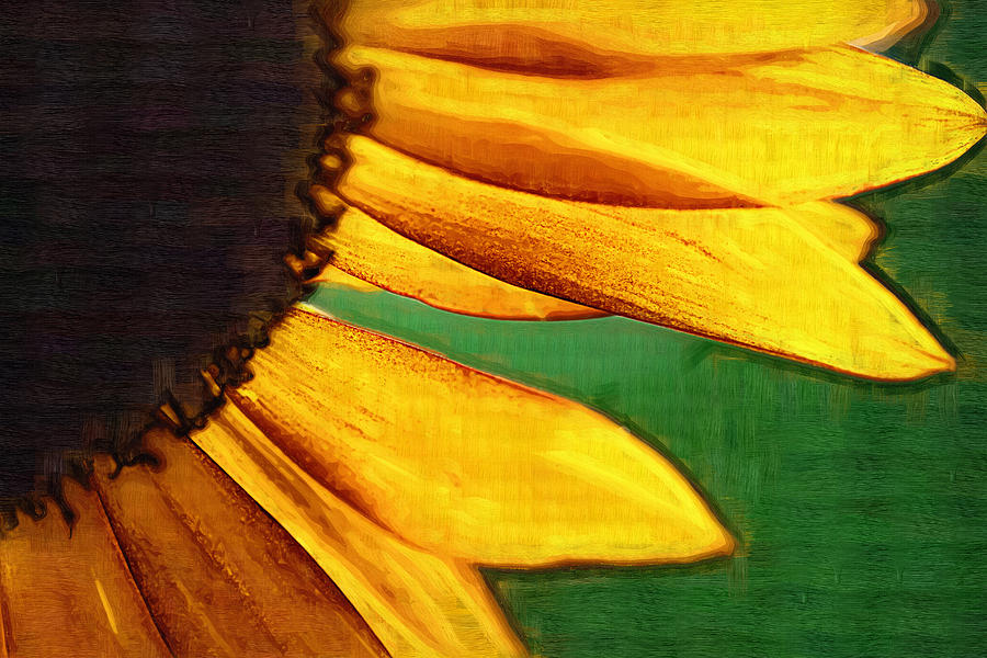 Sunny Sunflower Photograph by Kathy Clark