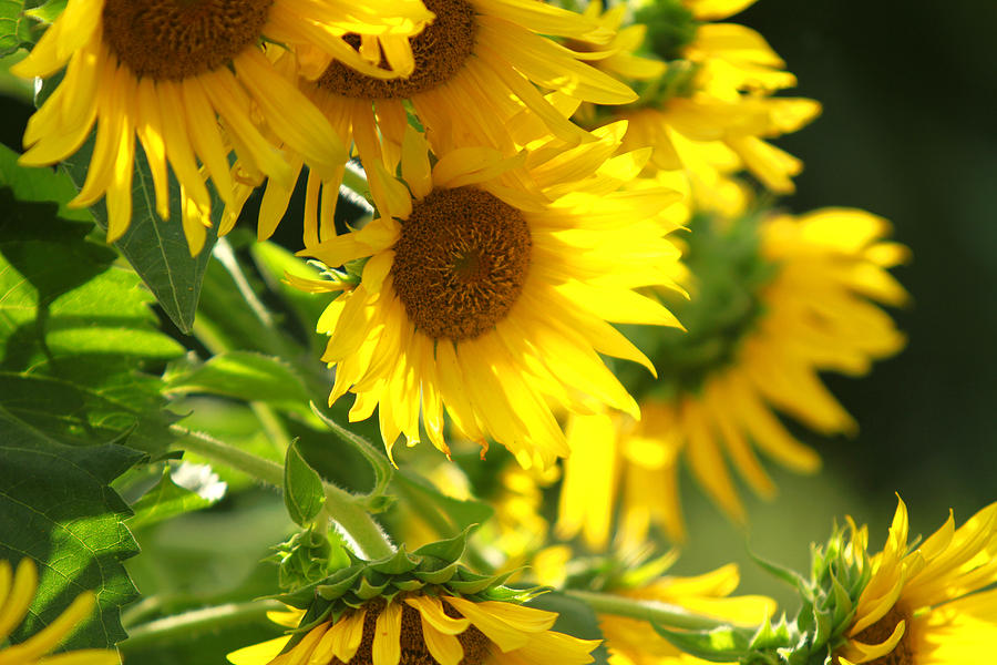 Sunnyland by Jose Rodriguez Sunnyland by Jose Rodriguez