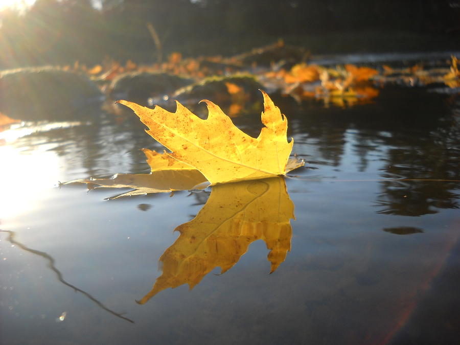 Sunrise and Floating Maple Leaf Photograph by Kent Lorentzen