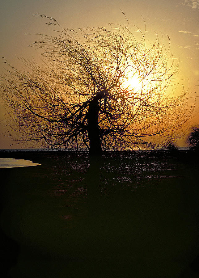 Sunrise and Tree Photograph by Thomas Firak