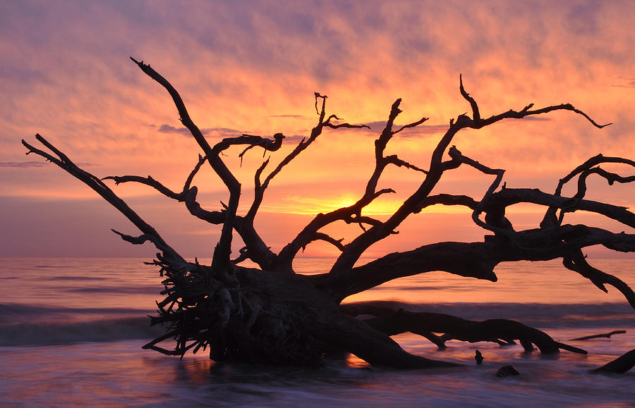 Sunrise at Driftwood Beach 6.1 Photograph by Bruce Gourley