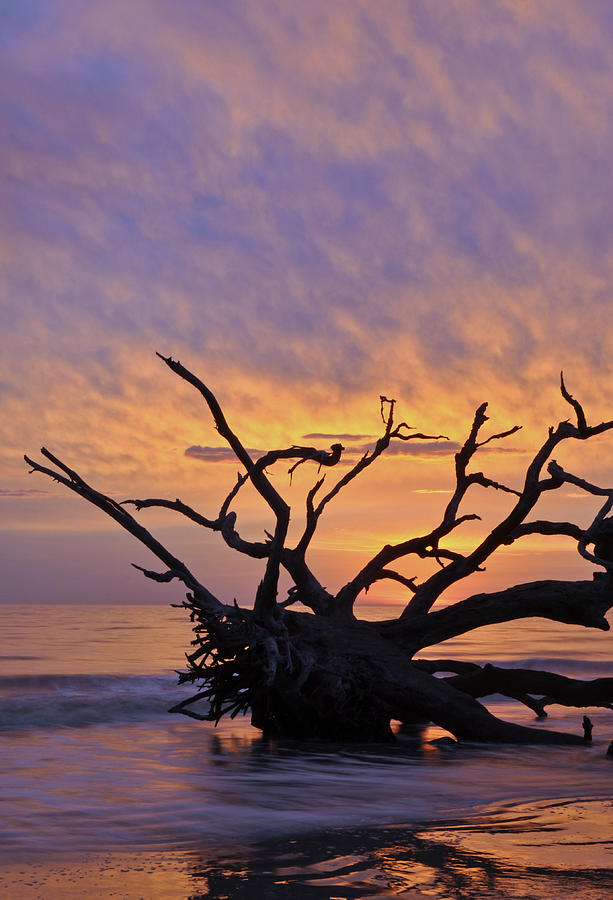 Sunrise at Driftwood Beach 6.2 Photograph by Bruce Gourley