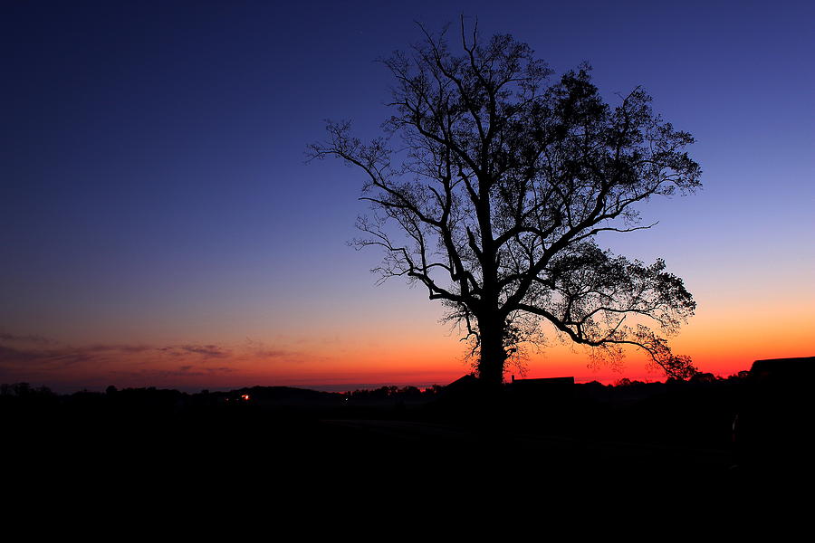 Tree Photograph - Sunrise at Little Elk Creek Road by Ruthie Lombardi