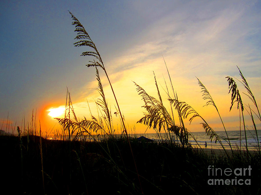 Beach Photograph - Sunrise Behind Sea Oats by Julie Bostian