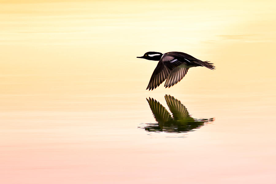 Bird Photograph - Sunrise Flight by Janet Fikar