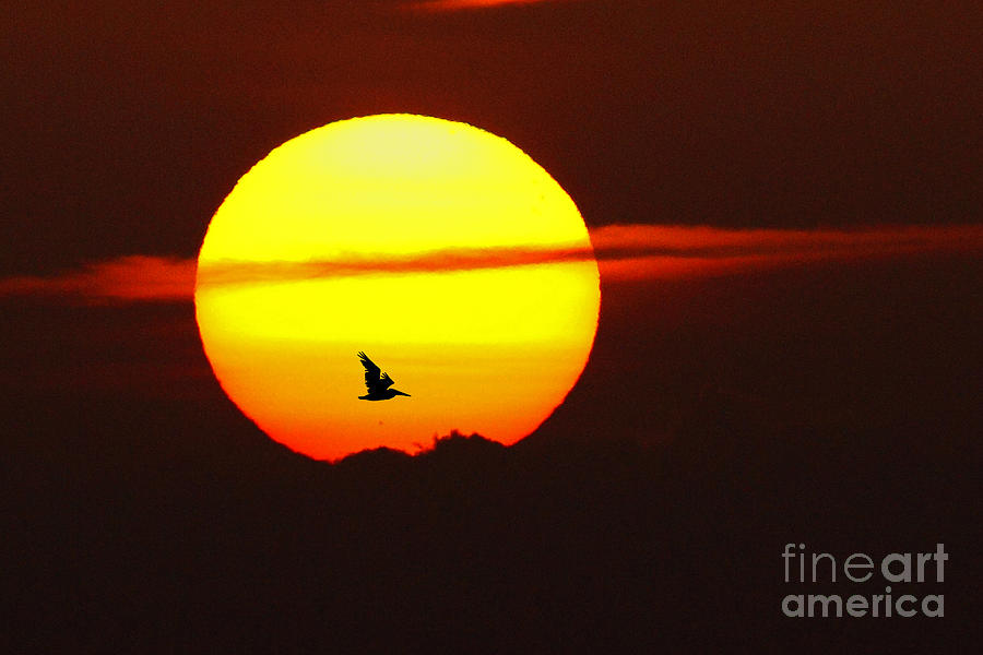 Sunrise Photograph - Sunrise Flight by Rick Mann Sunrise Photograph - Sunrise Flight by Rick Mann