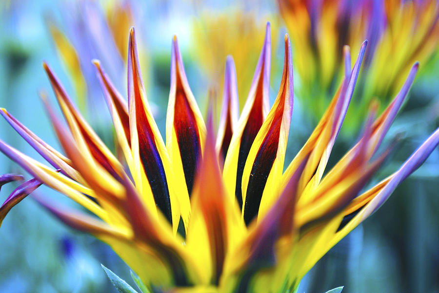 Sunflower Photograph - Sunrise Flower by Sumit Mehndiratta