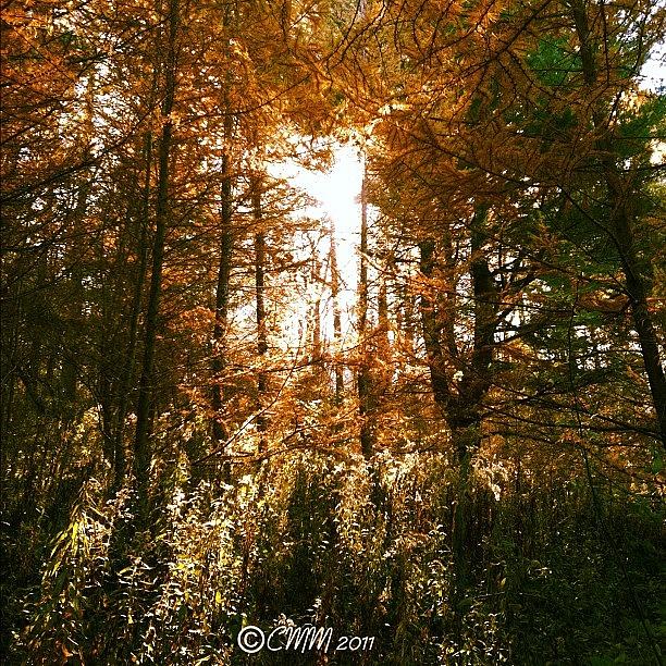 Sunrise In Autumn Pines Photograph by Cat McCready 