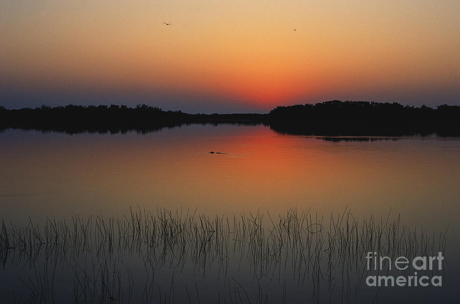 Sunrise in the Everglades Photograph by Claudine Laabs and Photo Researchers