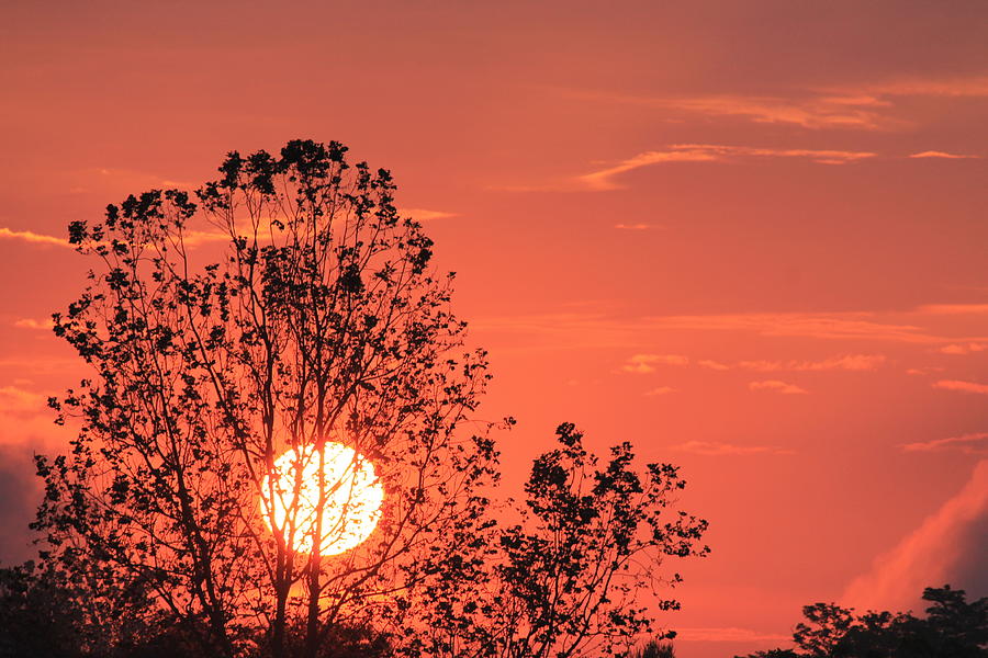 Tree Photograph - Sunrise by Lauren Branscome