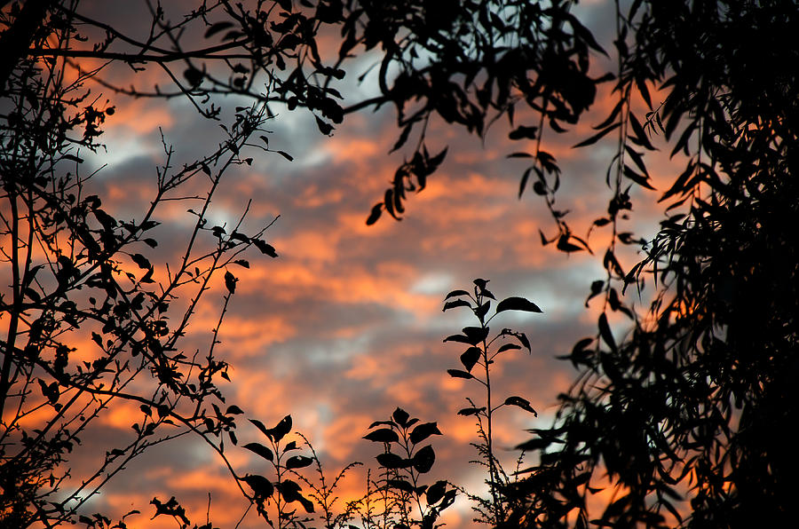 Sunrise Leaves Photograph by Jeff Galbraith
